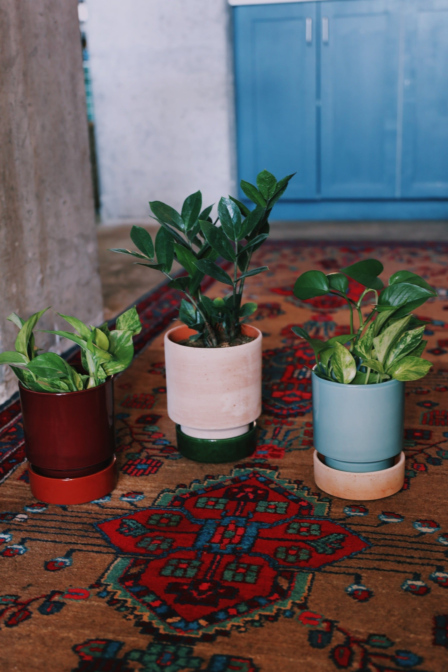 Indoor Plants