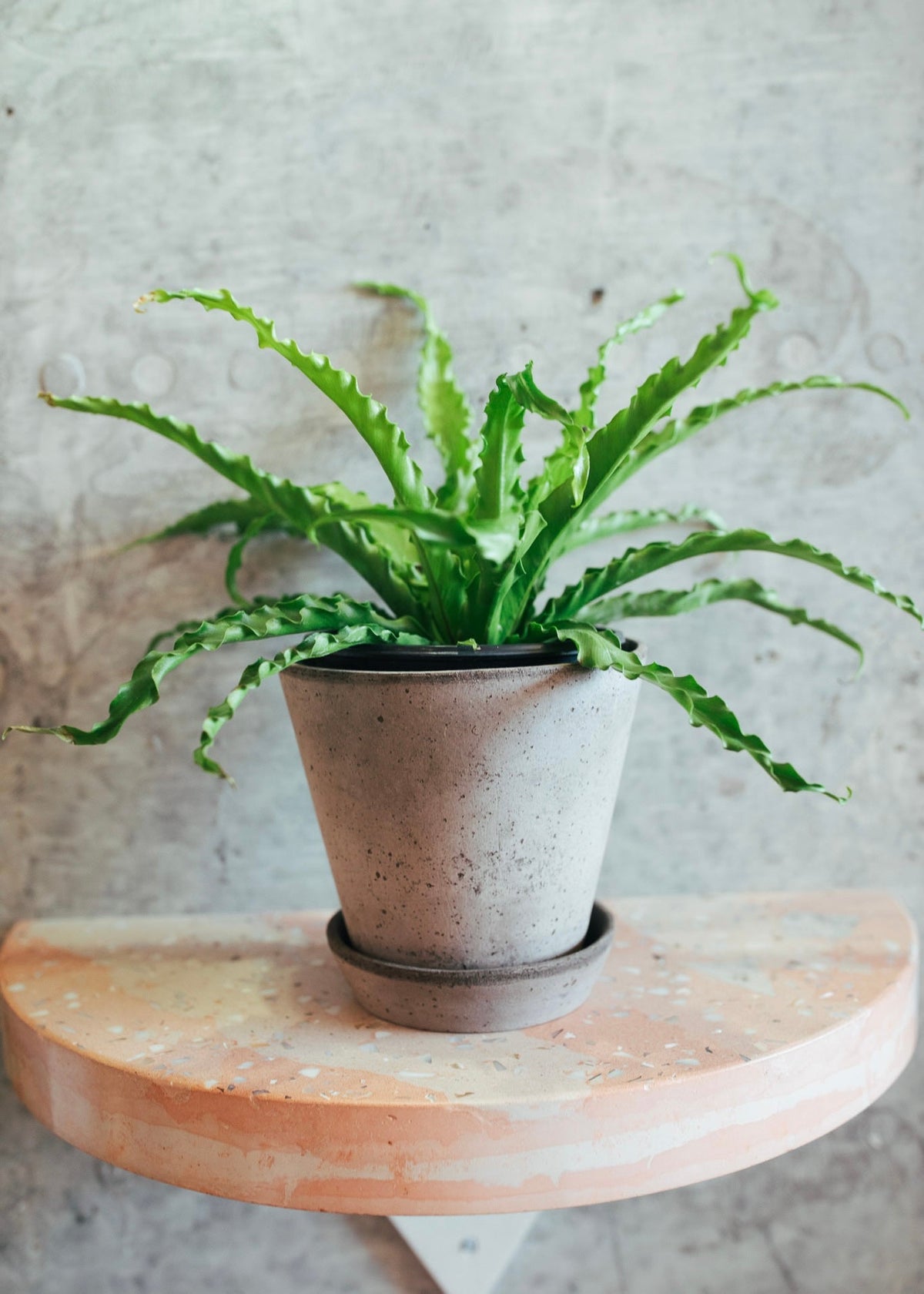 Beginner Friendly Plants