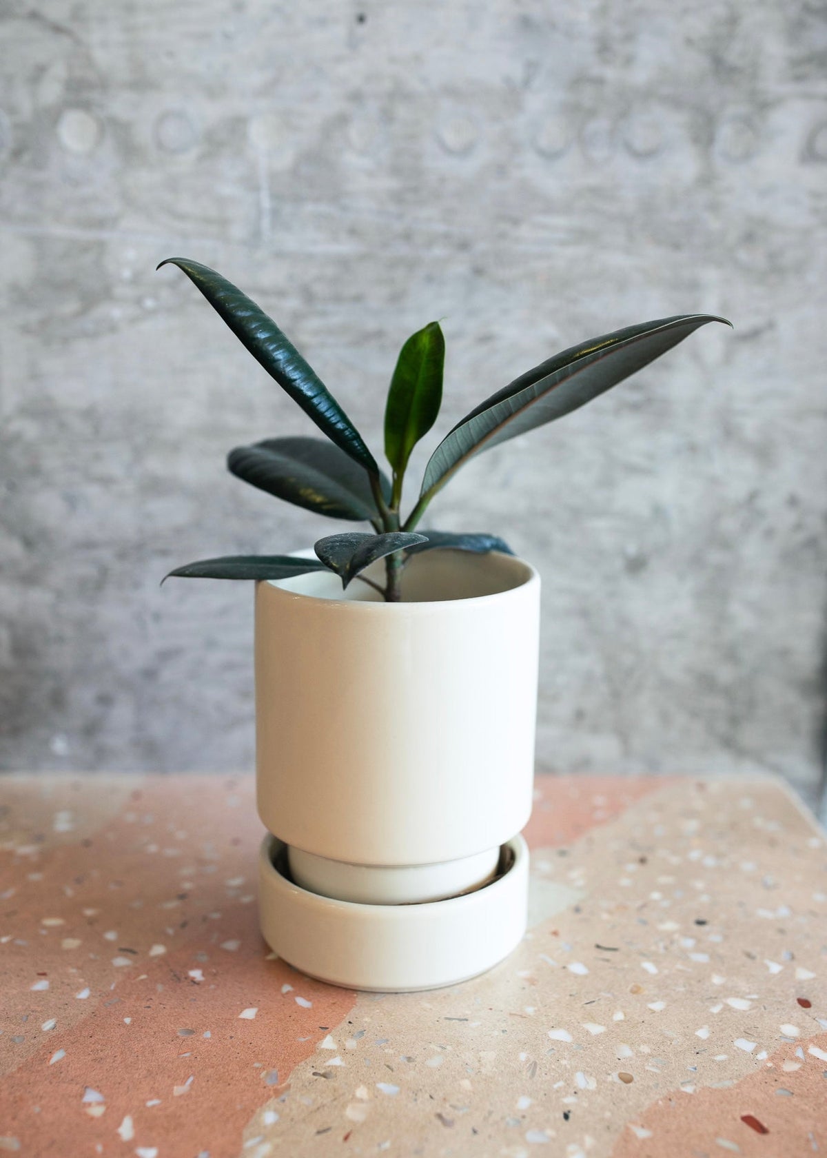 Bright Light Plants
