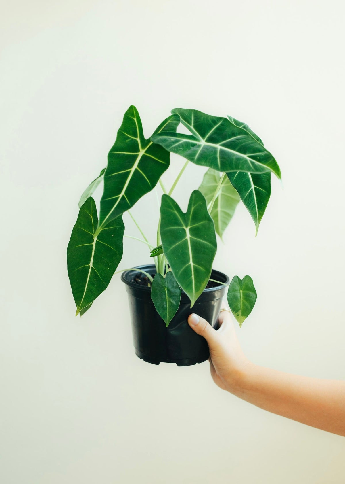 Mystery Plant Packs