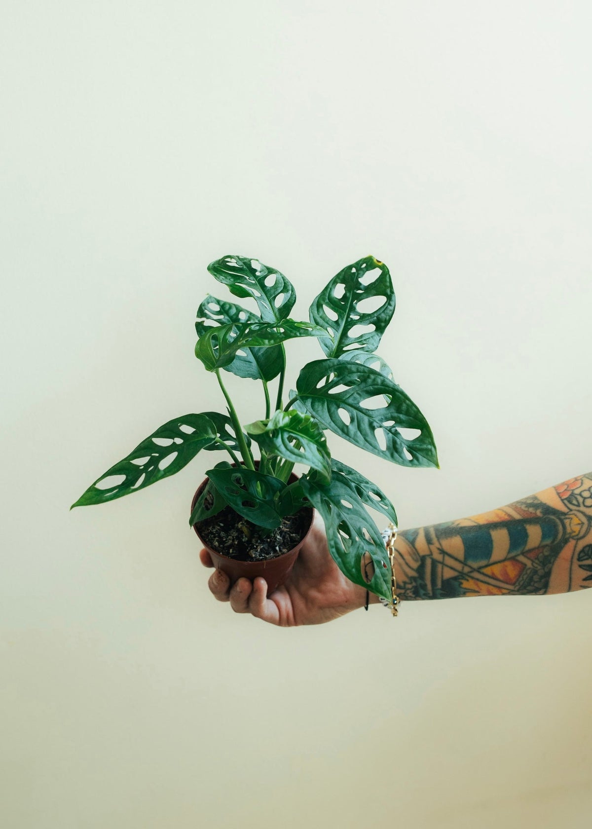 Pet Safe Plants