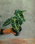 Alocasia Polly | 4" Houseplant