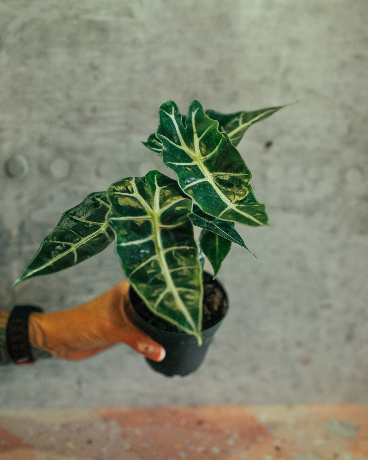 Alocasia Polly | 4" Houseplant