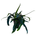 Blue Oil Fern | 4" Houseplant