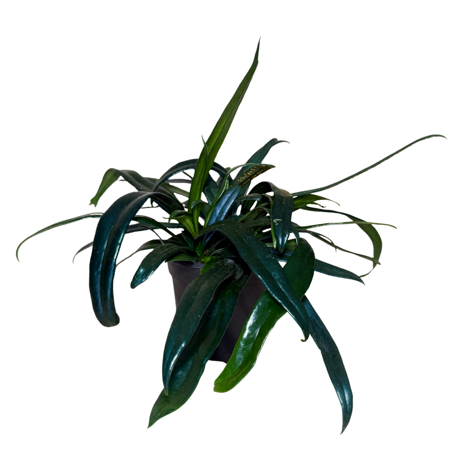 Blue Oil Fern | 4" Houseplant