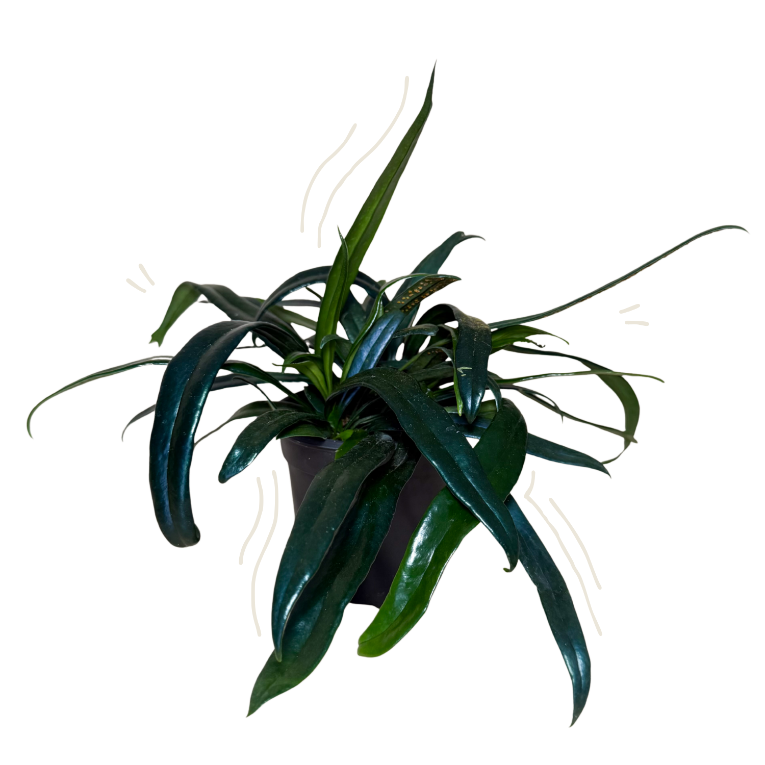 Blue Oil Fern | 4" Houseplant