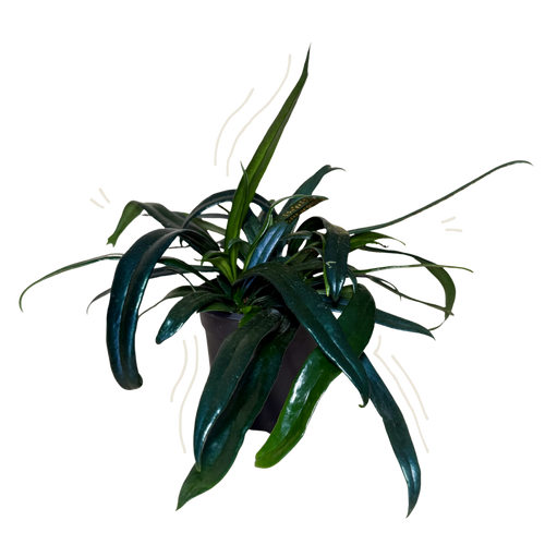 Blue Oil Fern | 4" Houseplant