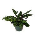 Calathea Rattlesnake | 4" Houseplant