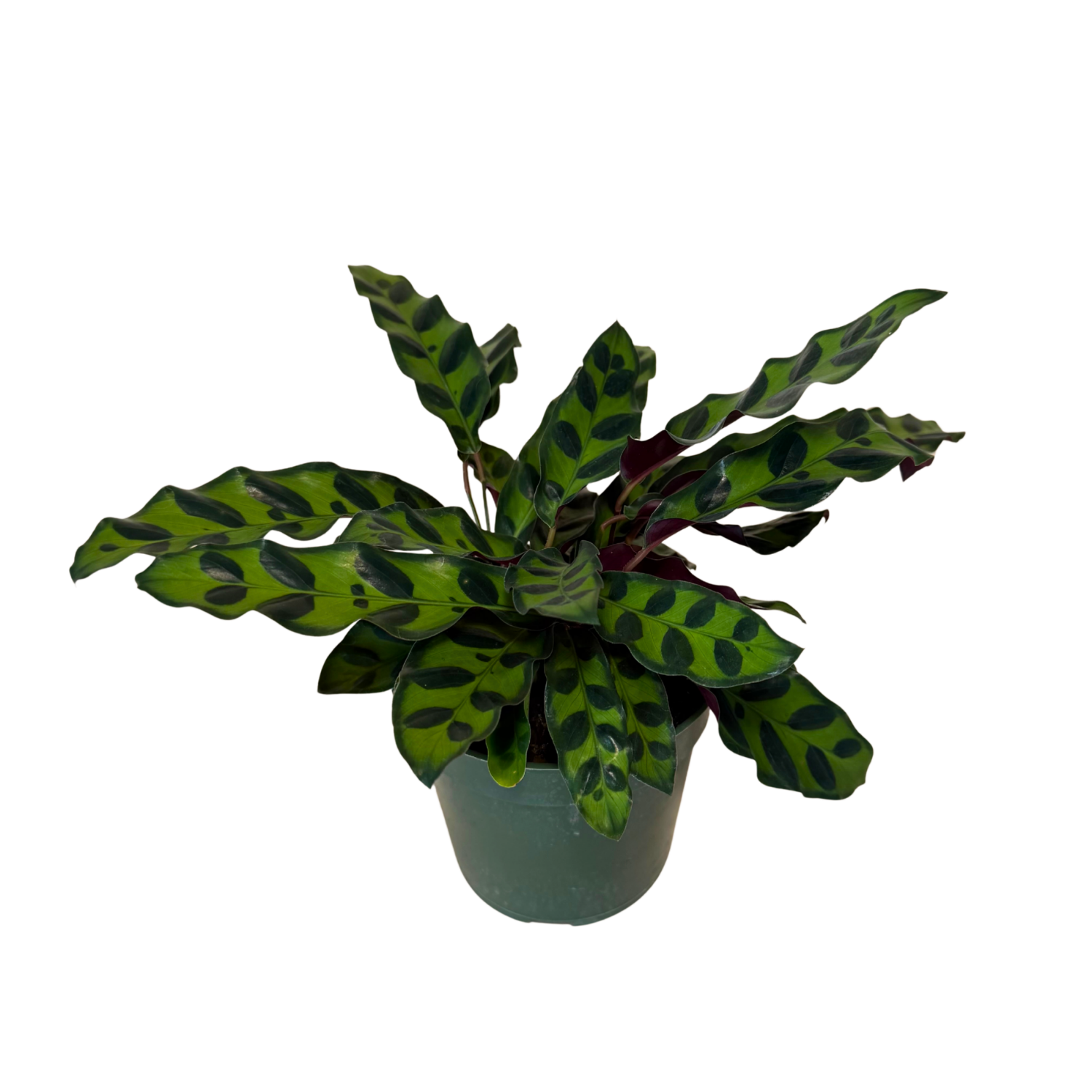 Calathea Rattlesnake | 4" Houseplant