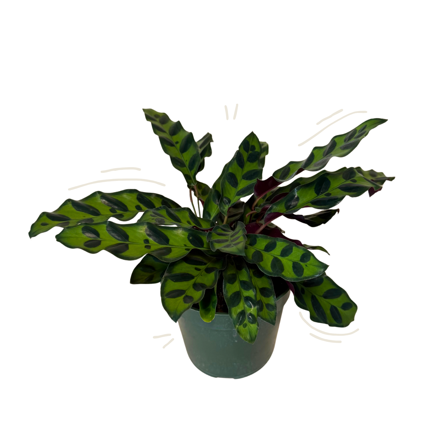 Calathea Rattlesnake | 4" Houseplant