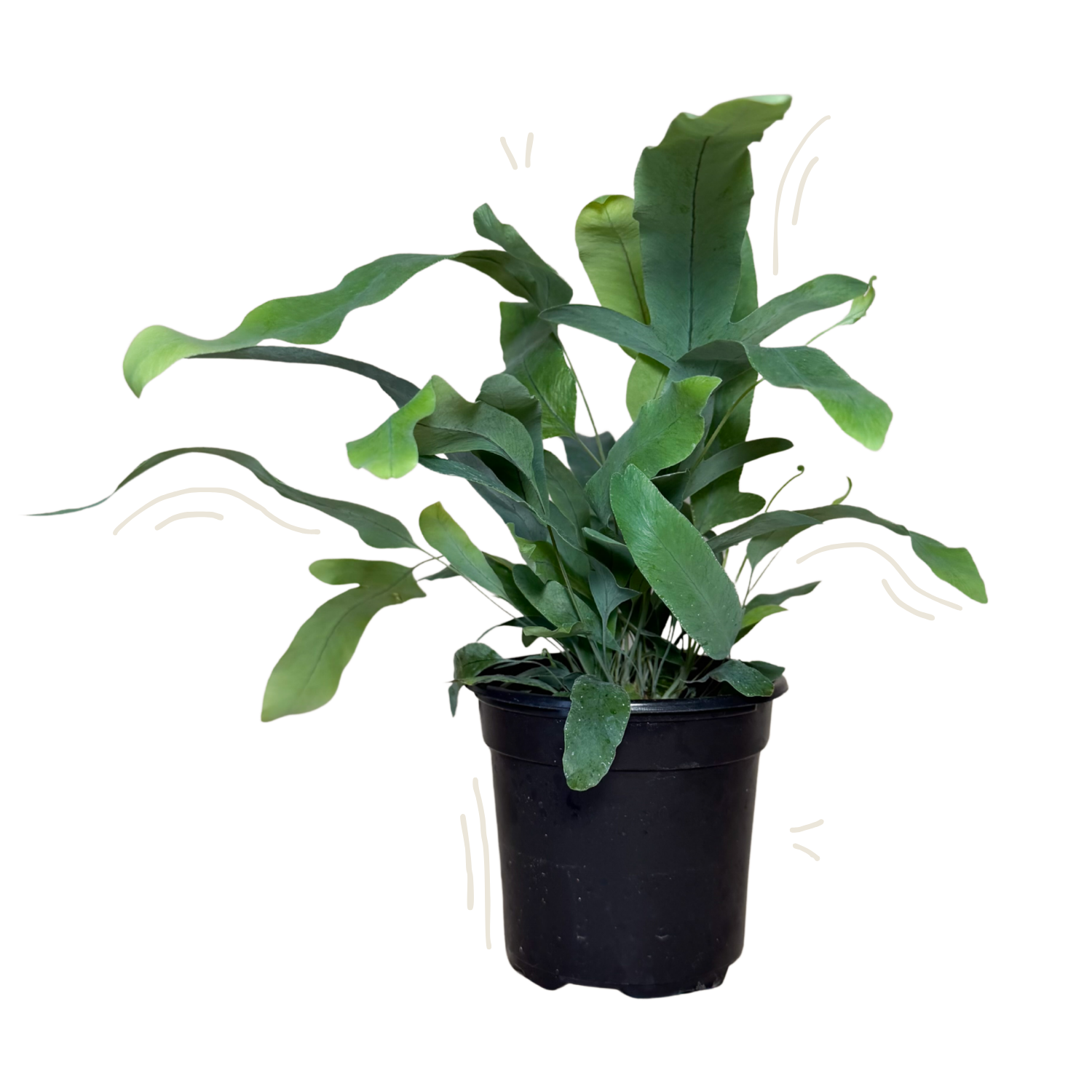 Blue Star Fern | 4" Houseplant