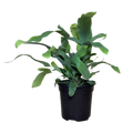 Blue Star Fern | 4" Houseplant