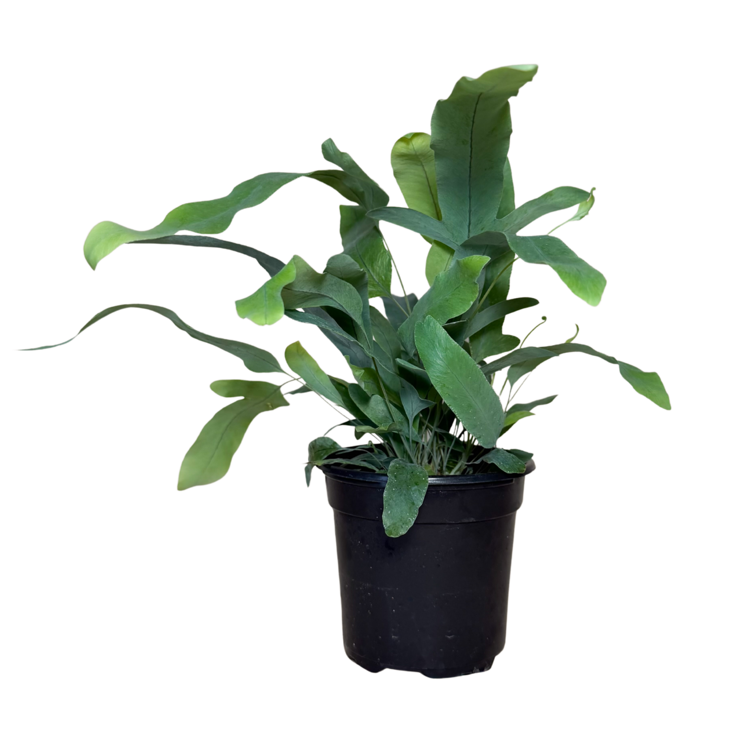 Blue Star Fern | 4" Houseplant