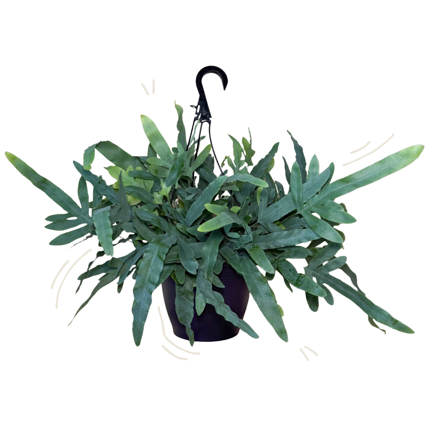 Blue Star Fern | Hanging Basket | 8" Houseplant