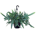 Blue Star Fern | Hanging Basket | 8" Houseplant