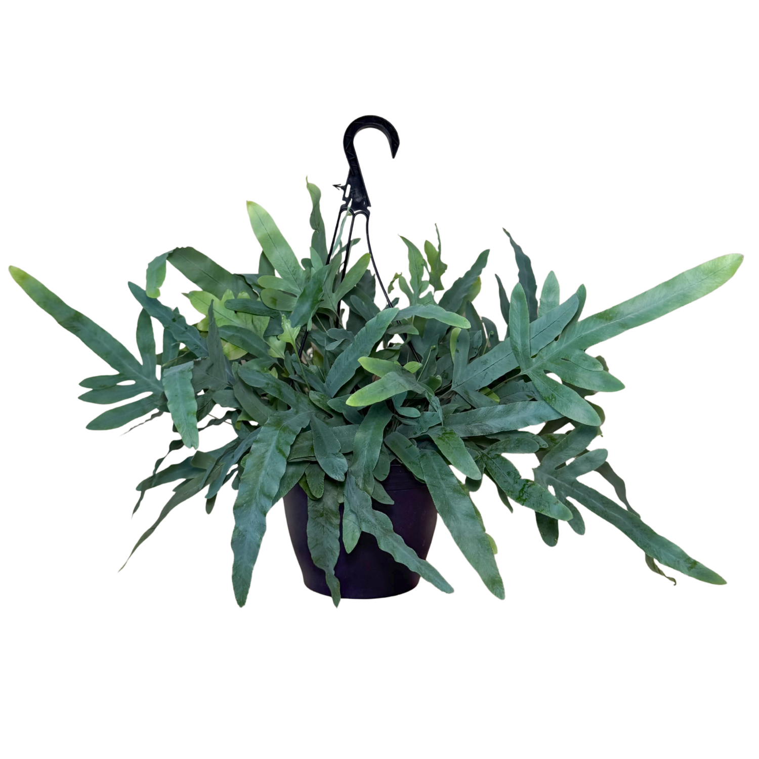 Blue Star Fern | Hanging Basket | 8" Houseplant