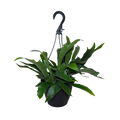 Staghorn Netherlands Fern | Hanging Basket | 8" Houseplant