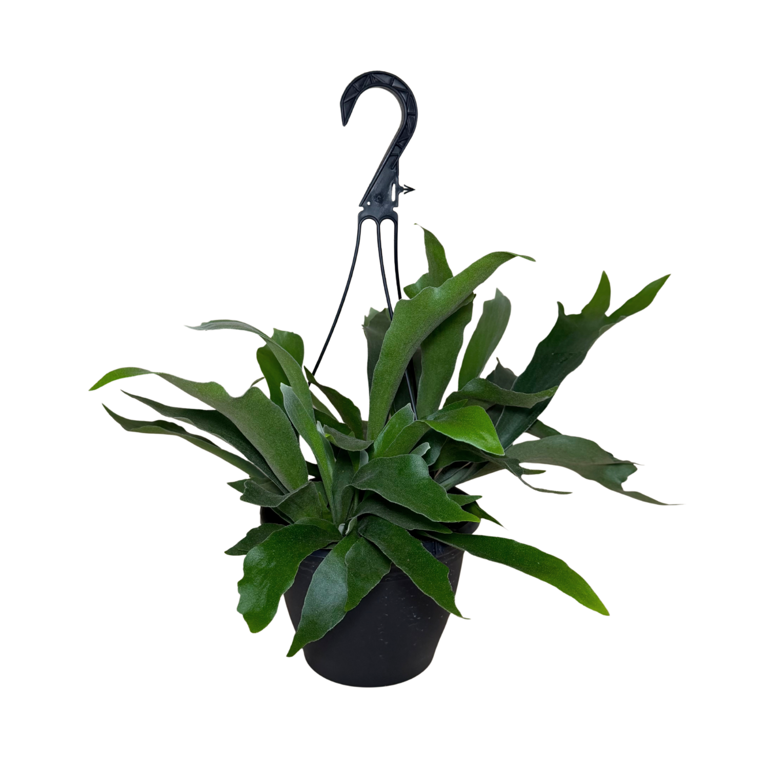 Staghorn Netherlands Fern | Hanging Basket | 8" Houseplant