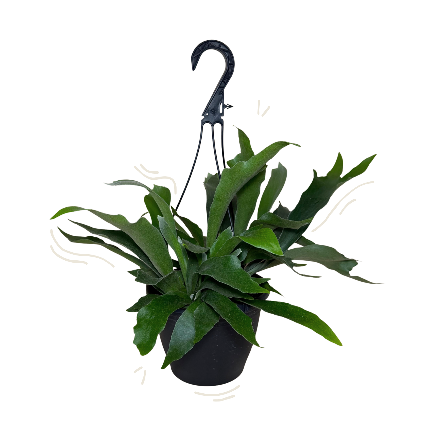 Staghorn Netherlands Fern | Hanging Basket | 8" Houseplant