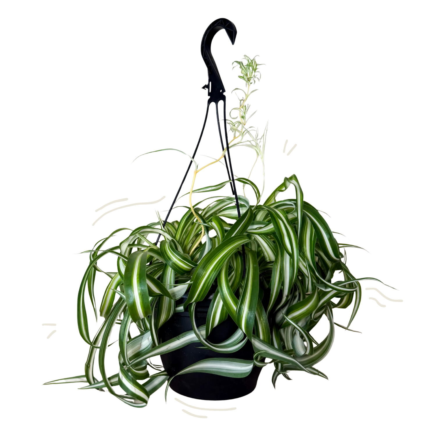 Curly Spider Plant | Hanging Basket | 8" Houseplant