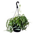 Curly Spider Plant | Hanging Basket | 8" Houseplant