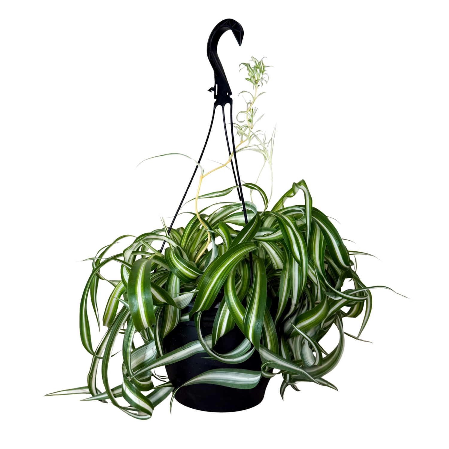 Curly Spider Plant | Hanging Basket | 8" Houseplant