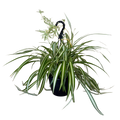 Spider Variegated | Hanging Basket | 8" Houseplant