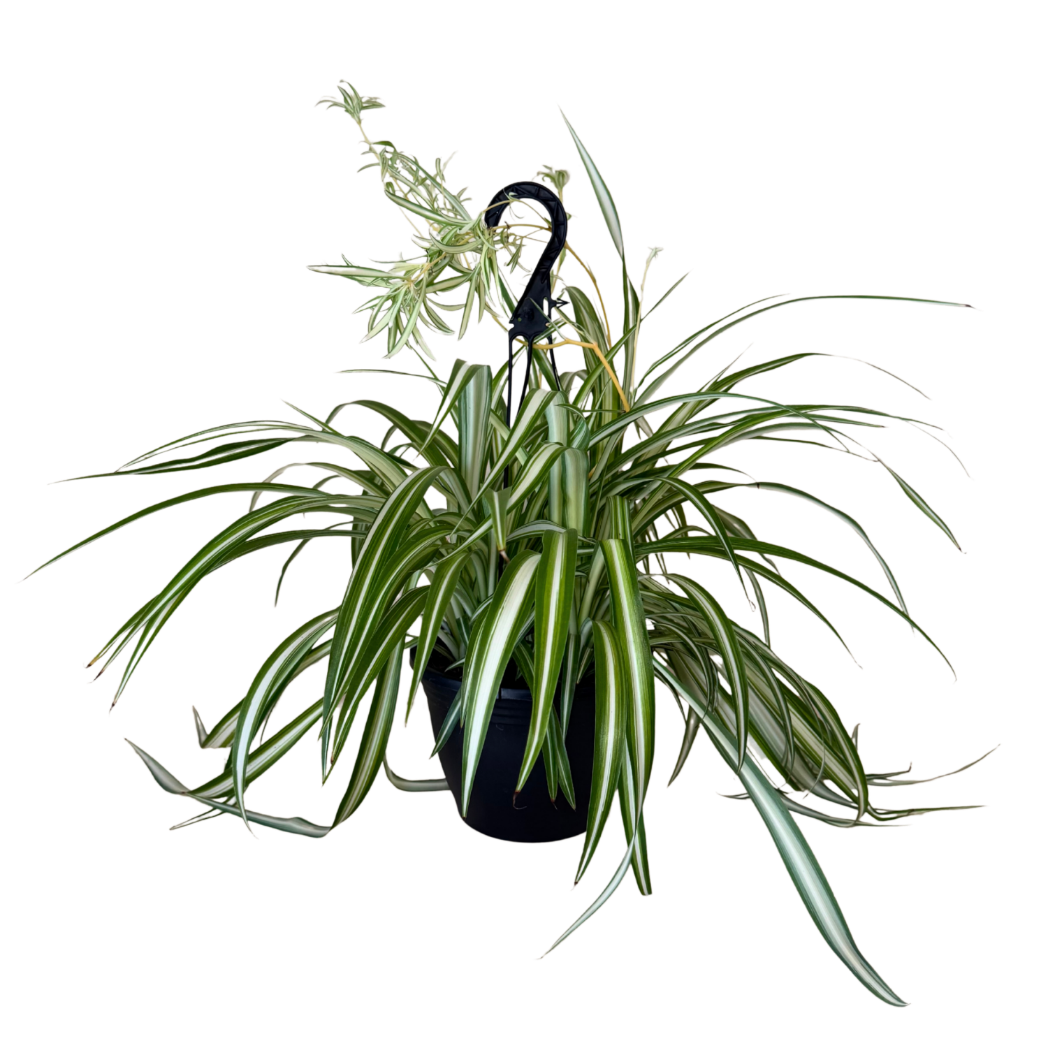 Spider Variegated | Hanging Basket | 8" Houseplant