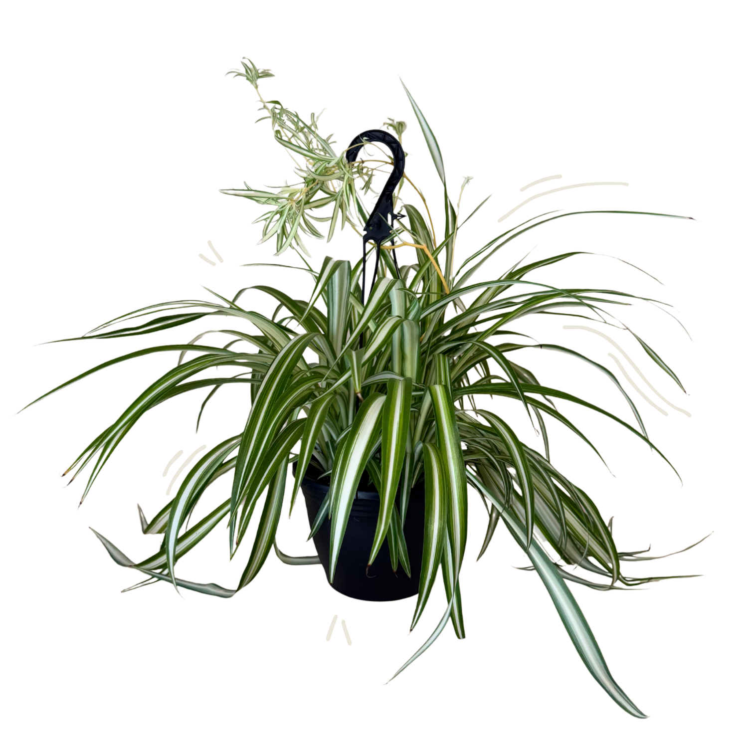 Spider Variegated | Hanging Basket | 8" Houseplant