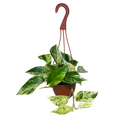 Pothos Marble Queen | Hanging Basket | 6" Houseplant