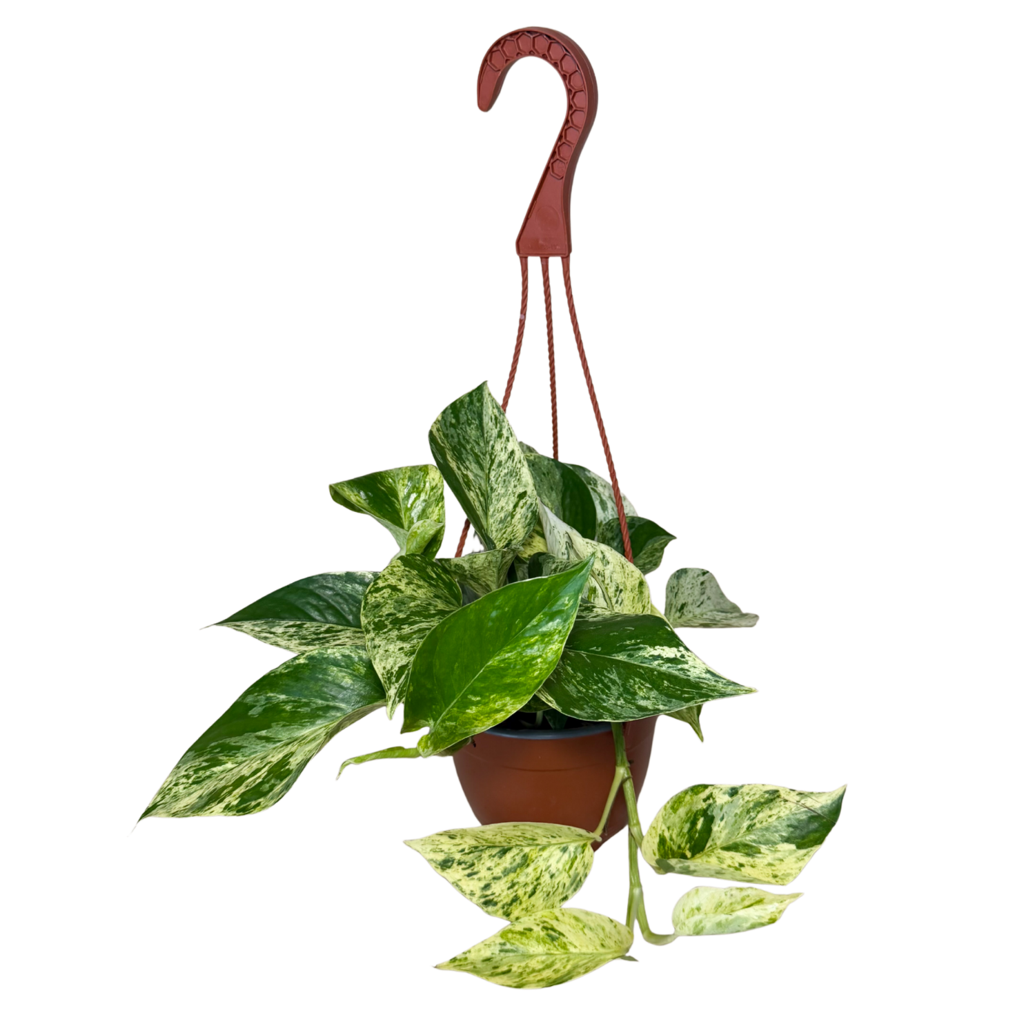Pothos Marble Queen | Hanging Basket | 6" Houseplant