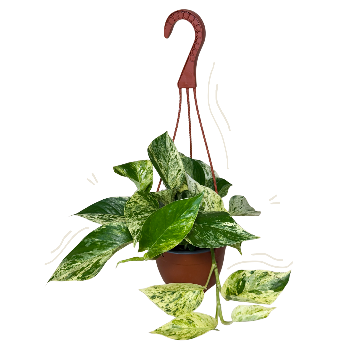 Pothos Marble Queen | Hanging Basket | 6" Houseplant