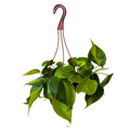 Philodendron Brasil | Hanging Basket  | 6" Houseplant