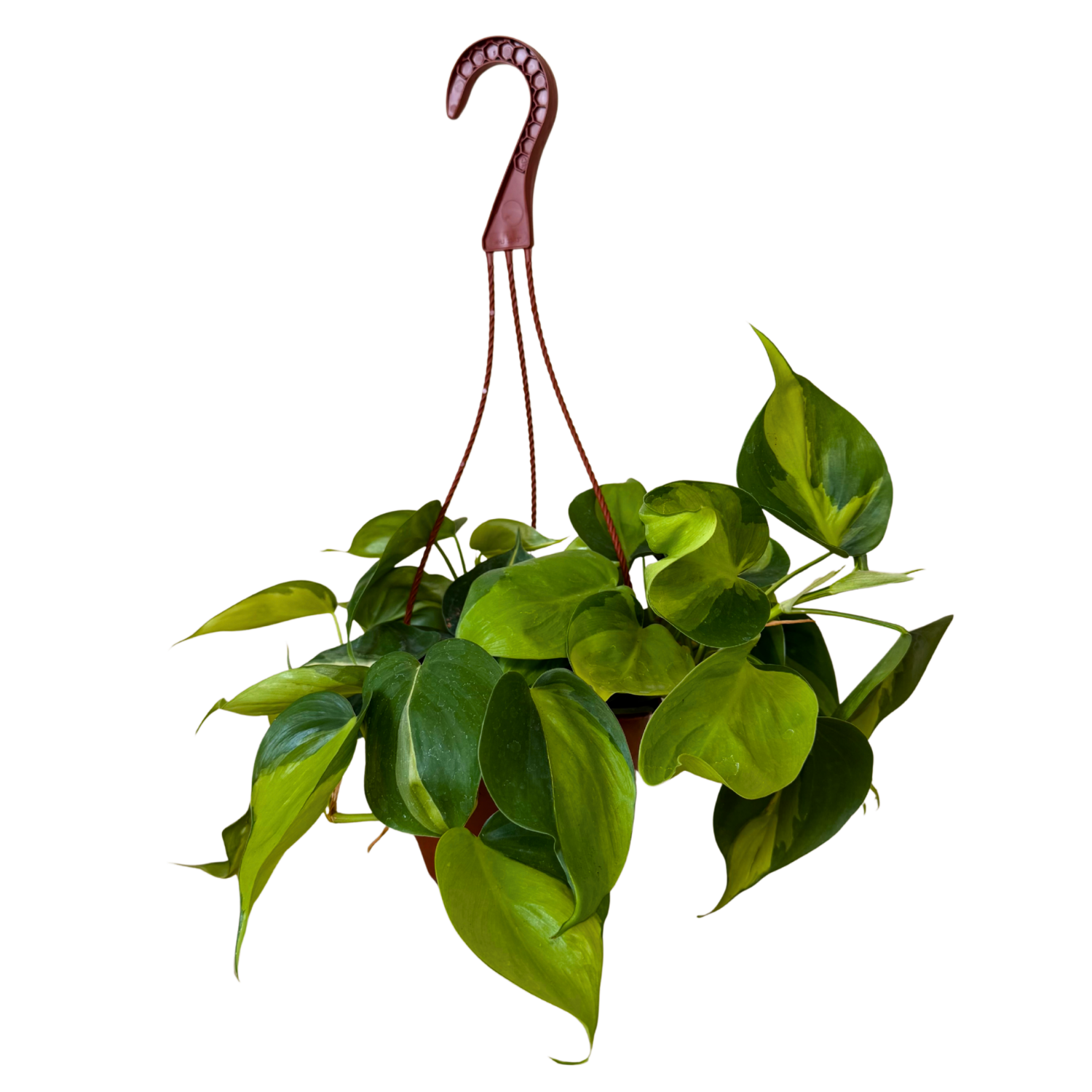 Philodendron Brasil | Hanging Basket  | 6" Houseplant