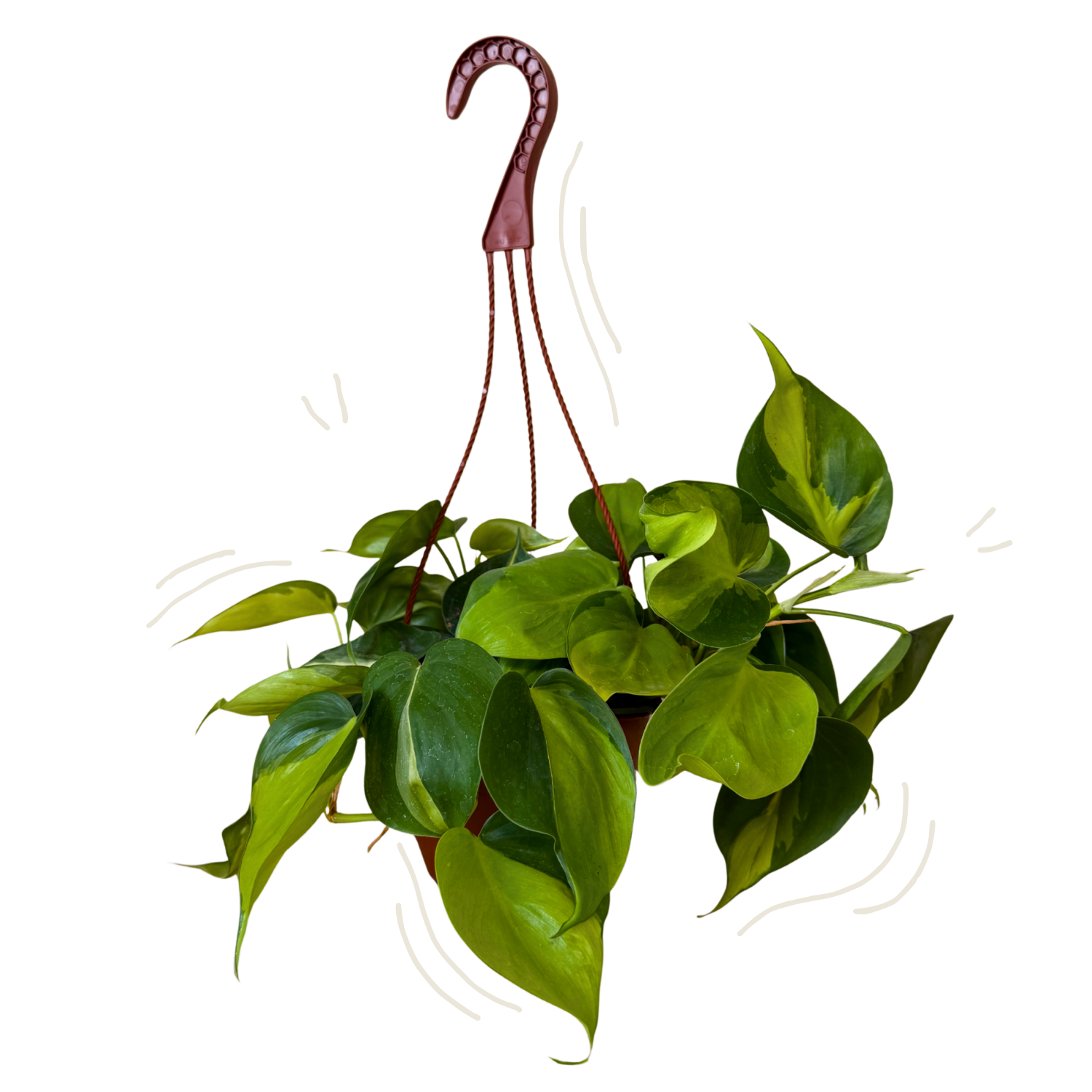 Philodendron Brasil | Hanging Basket  | 6" Houseplant