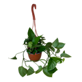 Pothos Jade | Hanging Basket  | 6" Houseplant