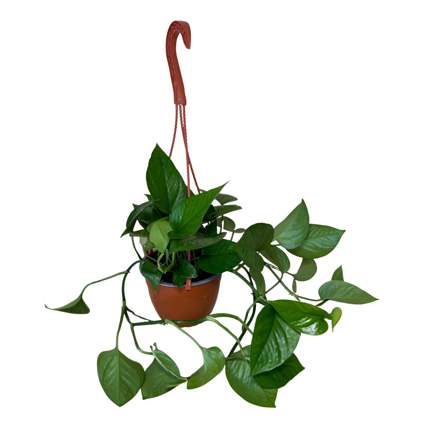 Pothos Jade | Hanging Basket  | 6" Houseplant