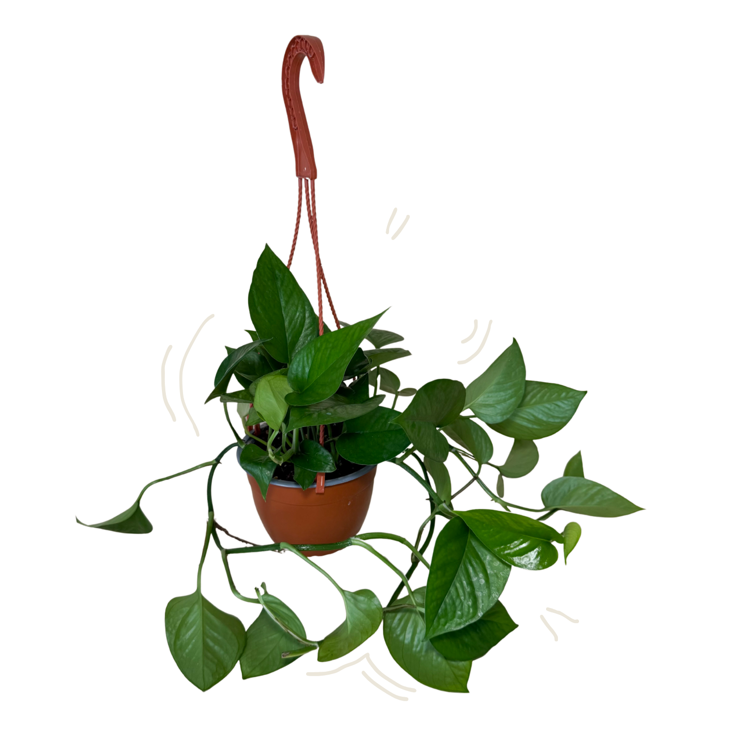 Pothos Jade | Hanging Basket  | 6" Houseplant