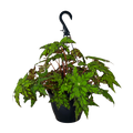 Begonia Geometry | Hanging Basket | 8" Houseplant