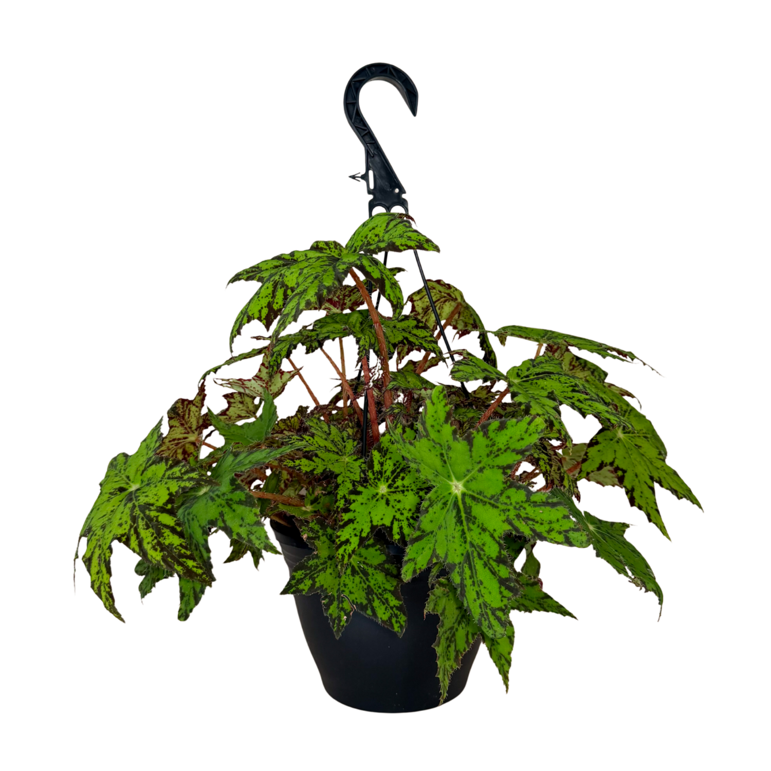 Begonia Geometry | Hanging Basket | 8" Houseplant