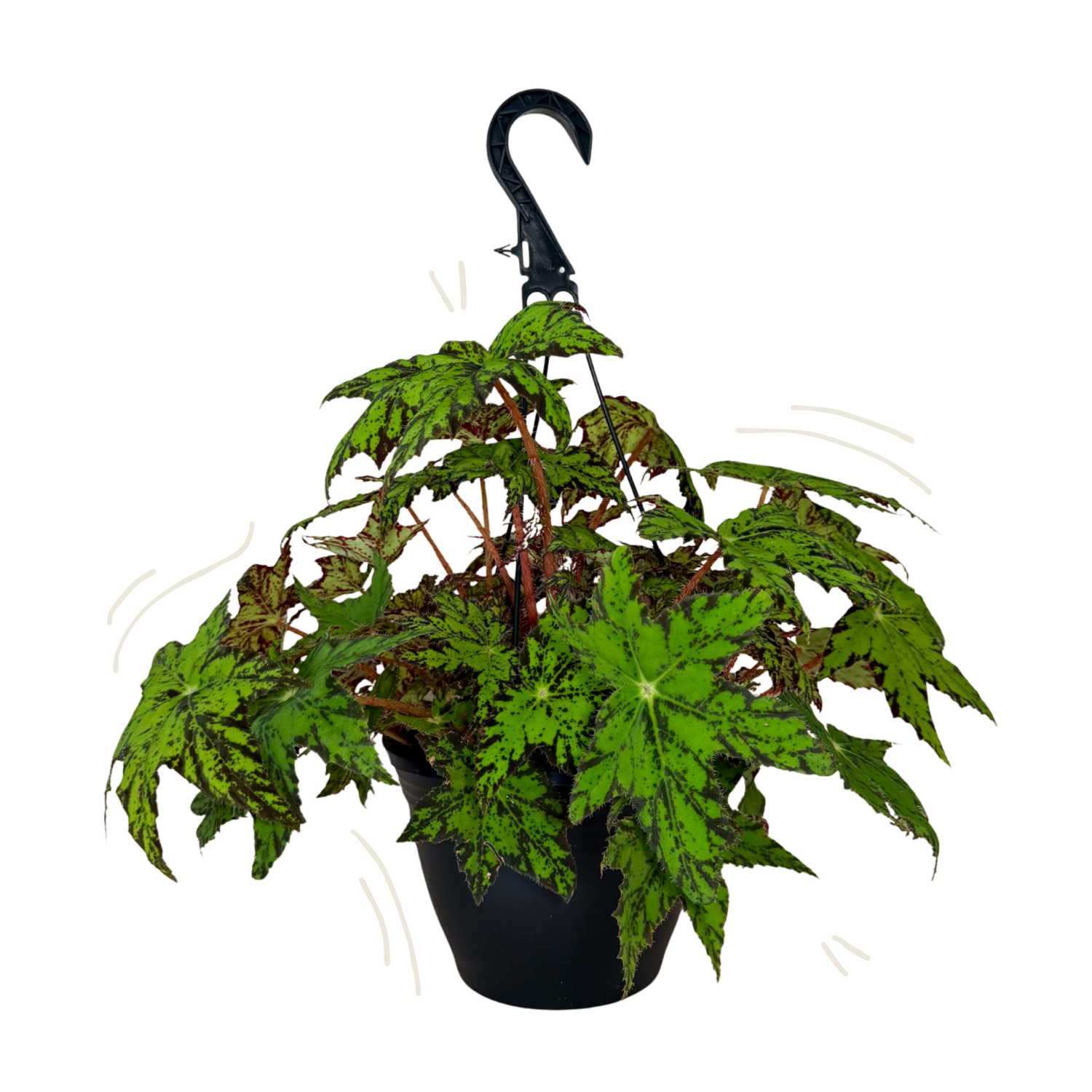 Begonia Geometry | Hanging Basket | 8" Houseplant