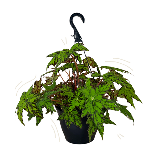 Begonia Geometry | Hanging Basket | 8" Houseplant