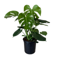 Monstera Deliciosa | 8" Houseplant