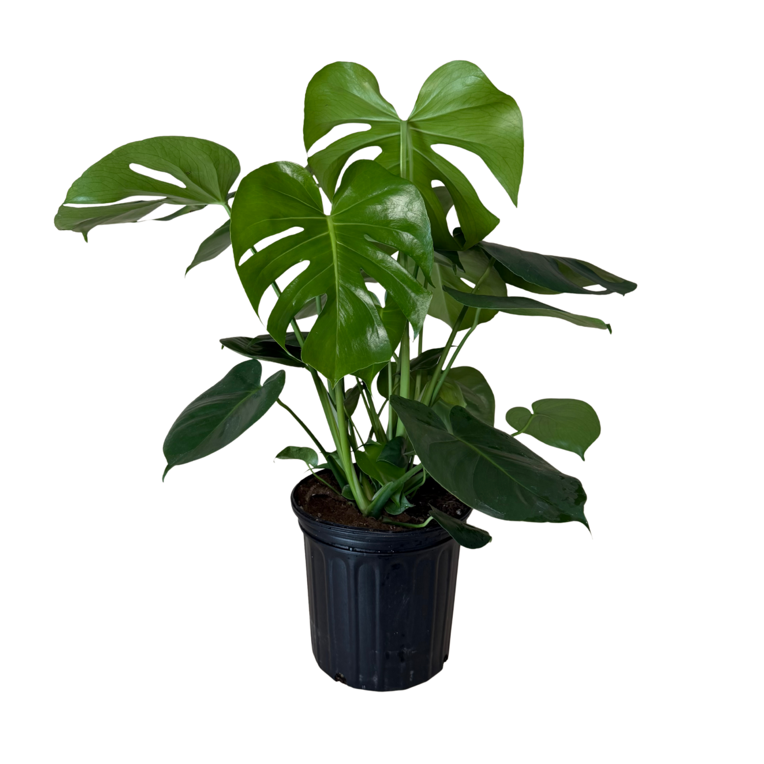 Monstera Deliciosa | 8" Houseplant