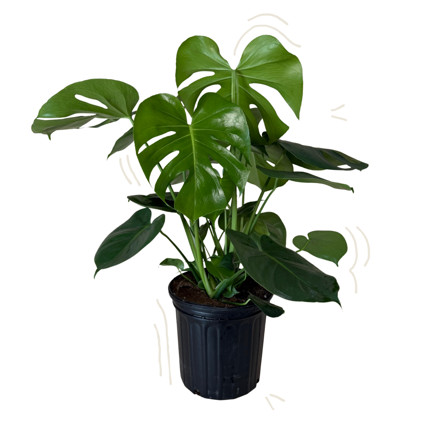 Monstera Deliciosa | 8" Houseplant