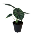 Alocasia Dragon Scale | 4" Houseplant