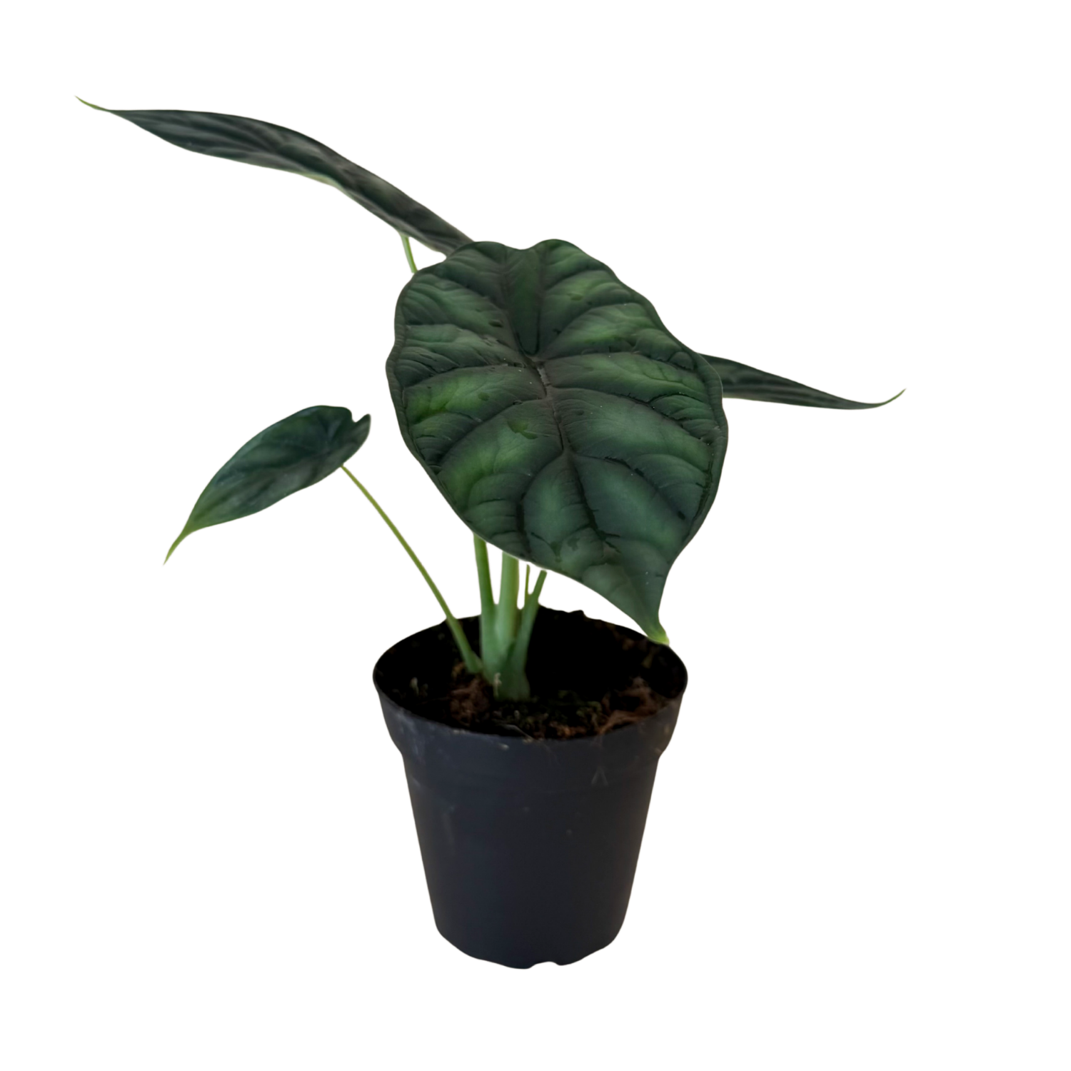 Alocasia Dragon Scale | 4" Houseplant