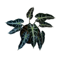 Alocasia Bambino | 6" Houseplant