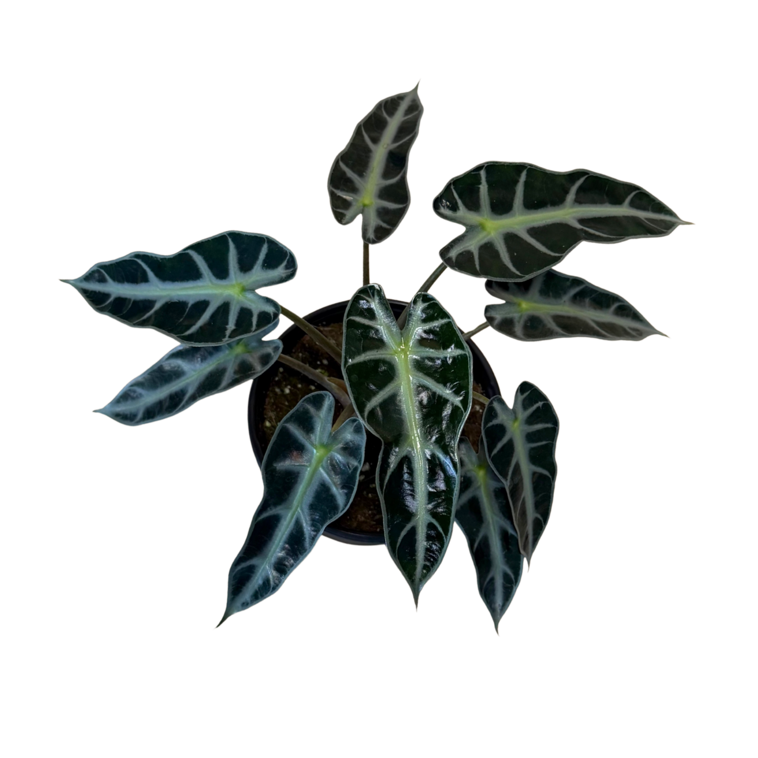 Alocasia Bambino | 6" Houseplant
