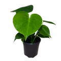Monstera Deliciosa | 4" Houseplant